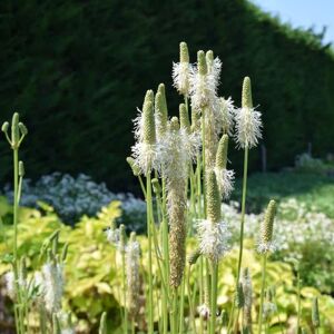 Sanguisorba canadensis ---